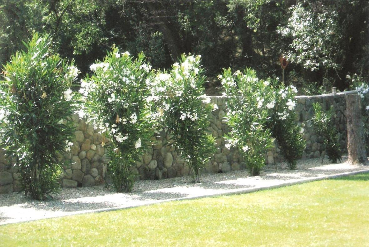Spanish Villa Inn St. Helena Exterior foto